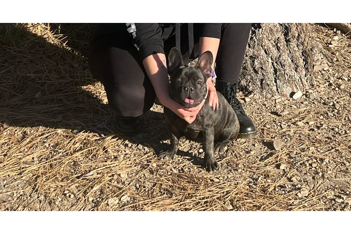 $800 : Frenchie  bulldog hembra image 1