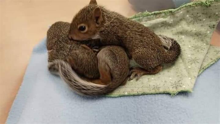 $250 : fox gray squirrel image 1