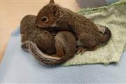 fox gray squirrel en Bakersfield