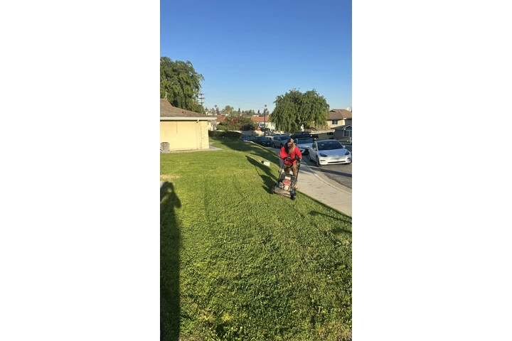 Need Brush Clearance/ gardener image 8