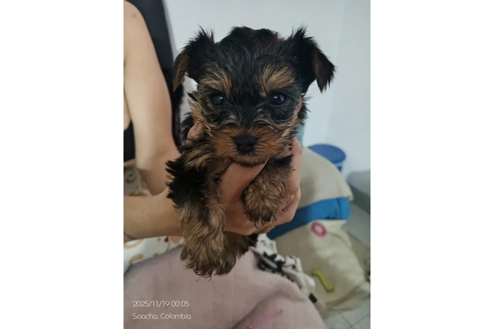 $2000000 : Ganga Yorkshire 100 % puros image 4