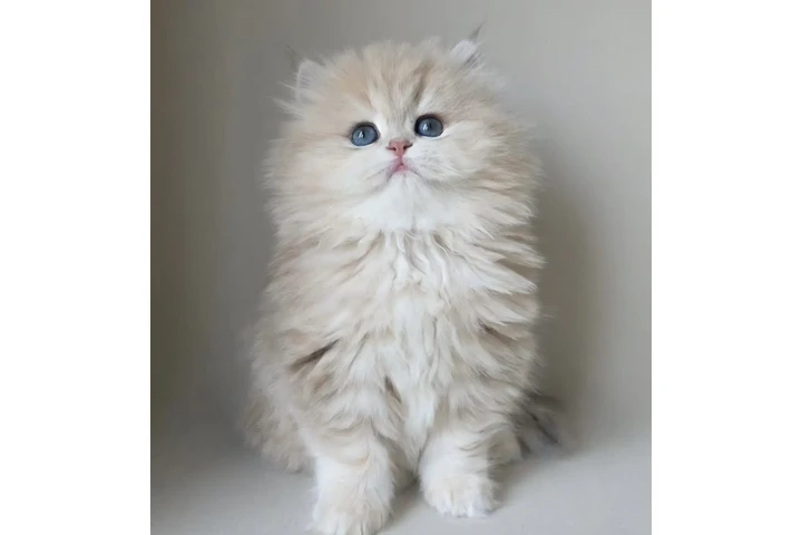 $280 : Two Persian Ready image 1