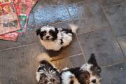 Nice Shih Tzu puppies availabl en Caguas