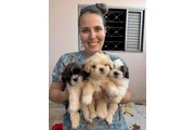Cachorros Shihtzu en Miami