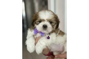 Cachorros Shih Tzu taza de té en Atlanta