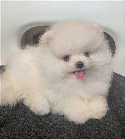 $500 : Teacup pomeranian image 4