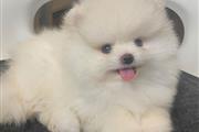 $500 : Teacup pomeranian thumbnail