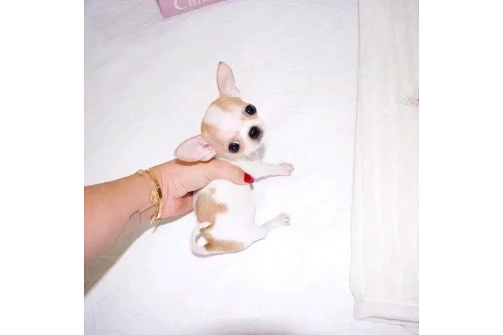 $650 : Chihuahua puppies image 2