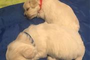 $600 : maltese puppies thumbnail
