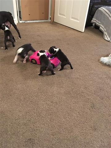 $500 : Boston terrier puppies image 3