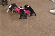 $500 : Boston terrier puppies thumbnail