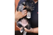 cachorro mix de Golden y Husky en Los Angeles