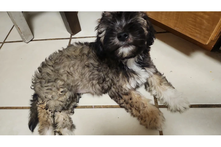 $230 : Tengo cachurras maltés 2 meses image 1