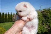 $500 : Teacup pomeranian puppy thumbnail