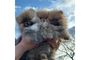 $500 : Lindos Cachorros de Pomerania thumbnail