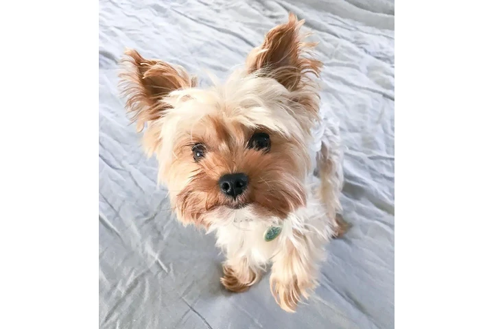 $500 : YORKIE HERMOSO 4 MESES image 2