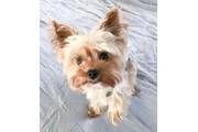 $500 : YORKIE HERMOSO 4 MESES thumbnail