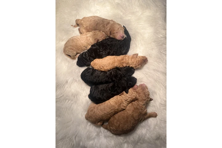 $1500 : Standard Poodle image 10