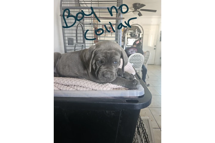 $600 : Cane corso image 4