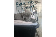 $600 : Cane corso thumbnail