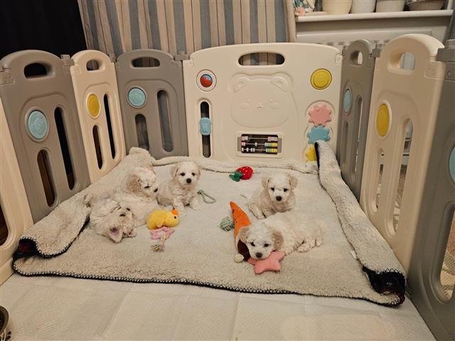 $550 : Perritos maltipoo image 1