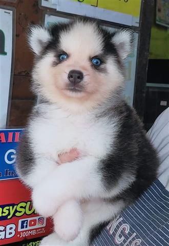 $500 : Siberian Husky Puppies image 2