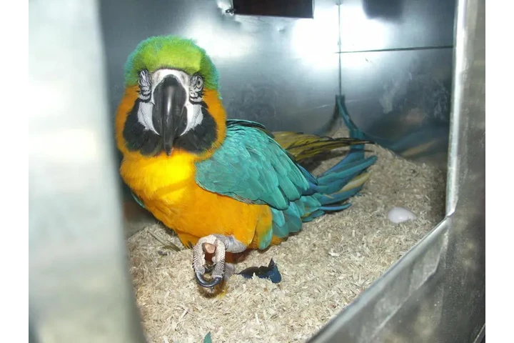 $800 : Blue and gold macaw birds image 2