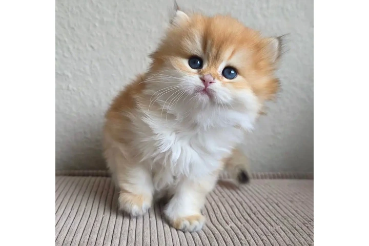 $240 : Persian kittens for sale image 1