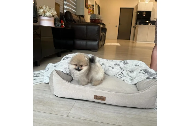 $350 : Pomerania taza de té image 1
