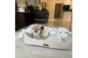 Pomerania taza de té en New York