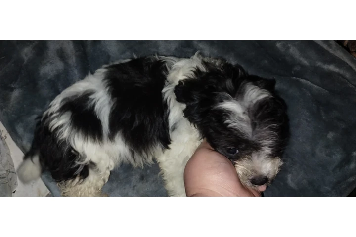 $130 : PUPPIES FOR SALE image 3