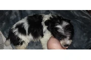 $130 : PUPPIES FOR SALE thumbnail