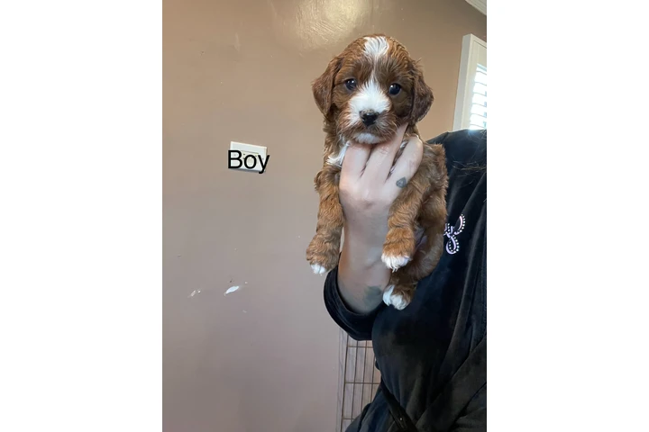 $1800 : Mini Goldendoodle F1b image 6