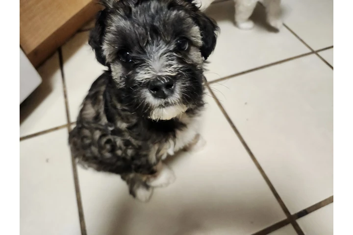 $380 : Tengo cachurras maltés 2 meses image 2