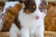 $250 : Cachorros de pastor australian thumbnail