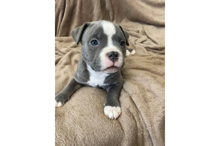 $350 : Cachorros de pitbull image 1