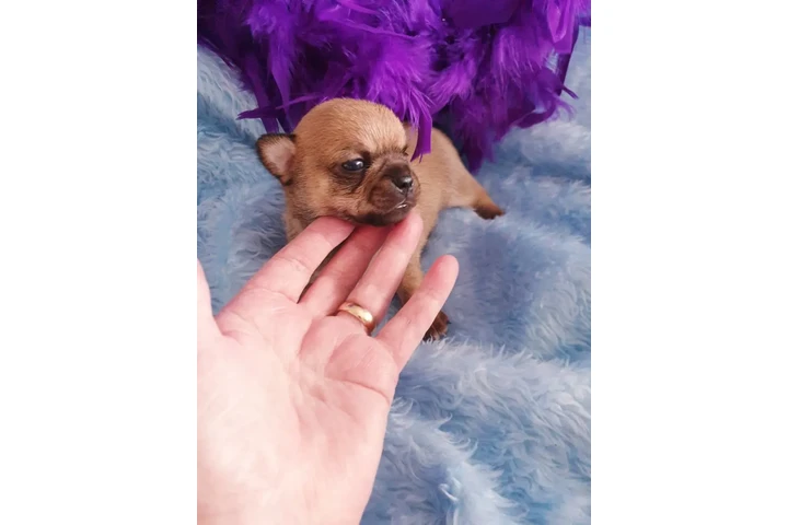 $300 : Cachorros Chihuahua machos image 1