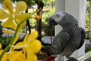 African Grey Parrots Available en Camden