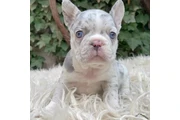 $400 : French bulldog and Pomeranian thumbnail