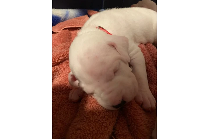 $2000 : Arentino Dogo Puppies image 5