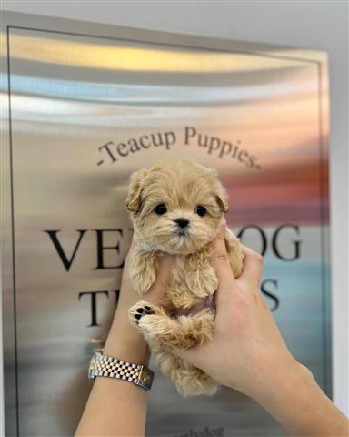 $300 : Teacup Maltese puppy image 3