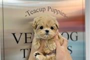 $300 : Teacup Maltese puppy thumbnail