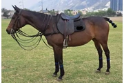 HERMOSA YEGUA PURA SANGRE en Monterrey
