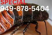 $99 Cucarachas Special en Los Angeles