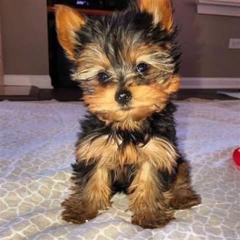 ¡Cachorros Yorkshire Terrier! image 1