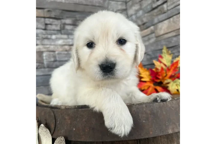 $350 : Golden Retrievers image 1
