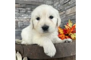 Golden Retrievers en Los Angeles