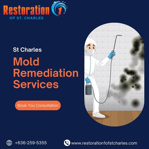 Mold Removal Services image 1