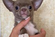 $350 : chihuahua en venta thumbnail