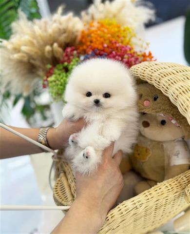 $350 : Cachorros Pomerania en venta image 3